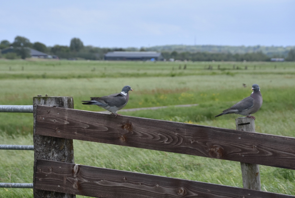 Duivenpaar - Vogels - 