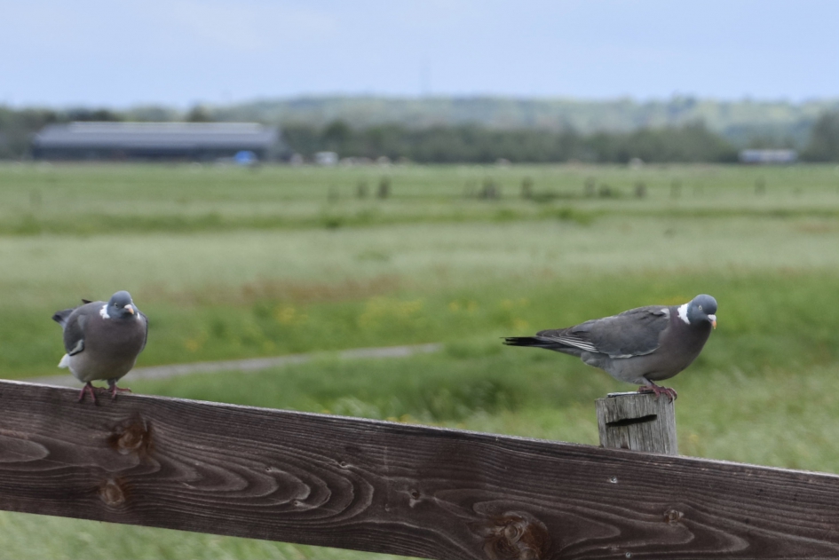 Duivenpaar - Vogels - 