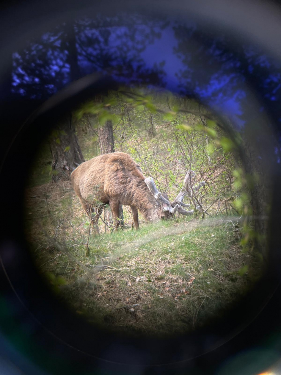 Edelhert - Zoogdieren - Edelhert
