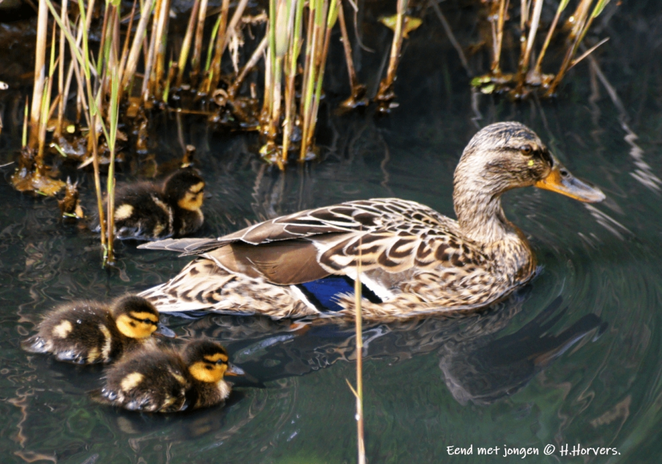 Eend met jongen - Vogels - Eend met jongen