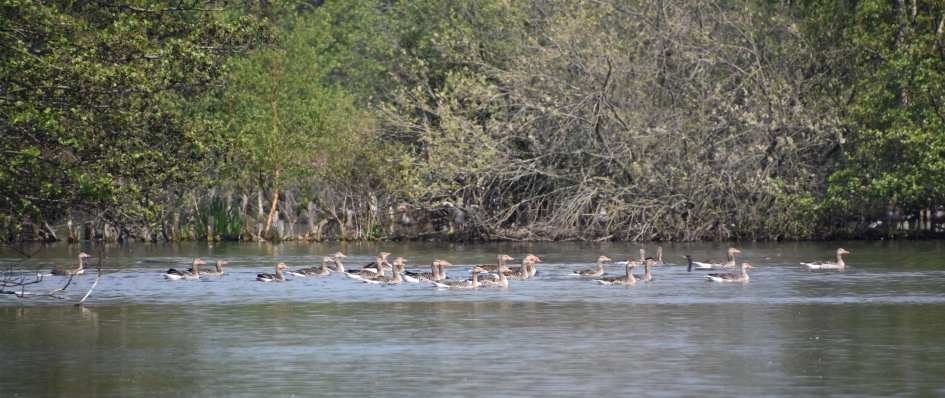 Ganzen klasje - Vogels - 