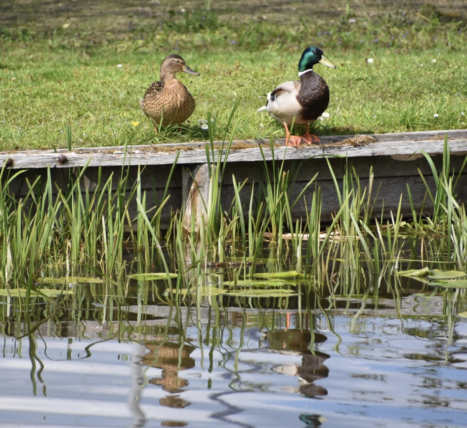 Eendenpaar - Vogels - 