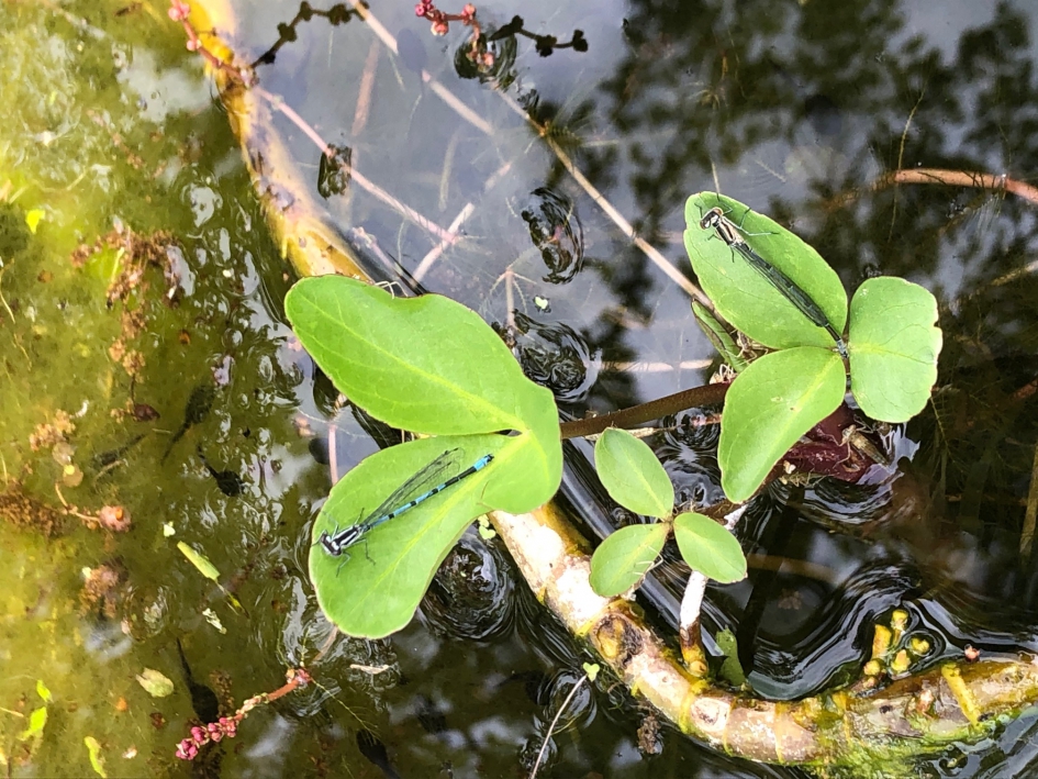 Eerstelingen Libellen Vijver Vogelhorst 2021 - Geleedpotigen - Libellen