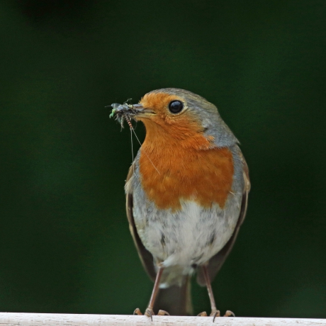 En weer voer voor de kleintjes