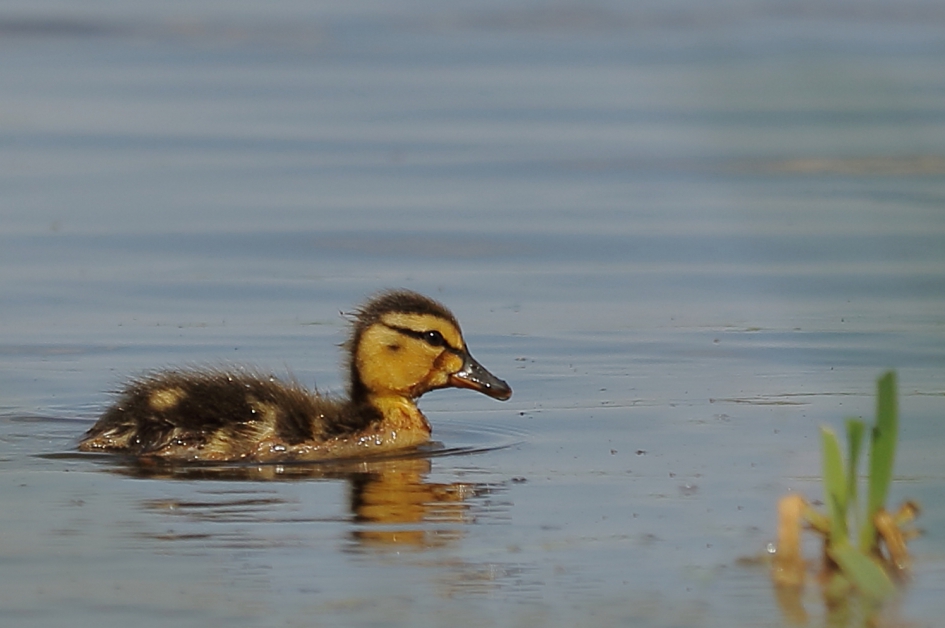 er loopt een streepje door - Vogels - wilde eend