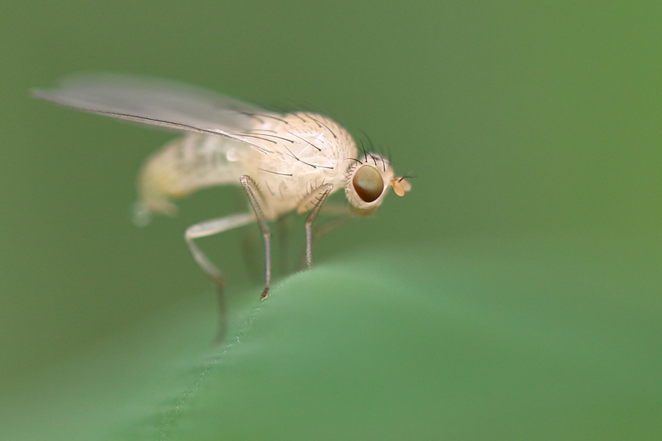 ergens oog voor hebben - Geleedpotigen - 