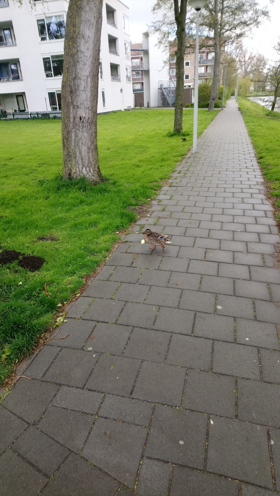 Extreme moederzorg? - Vogels - 