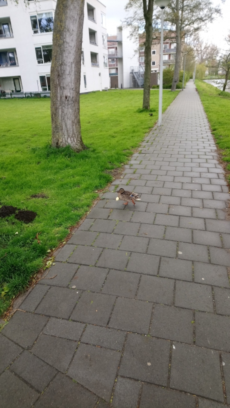 Extreme moederzorg?