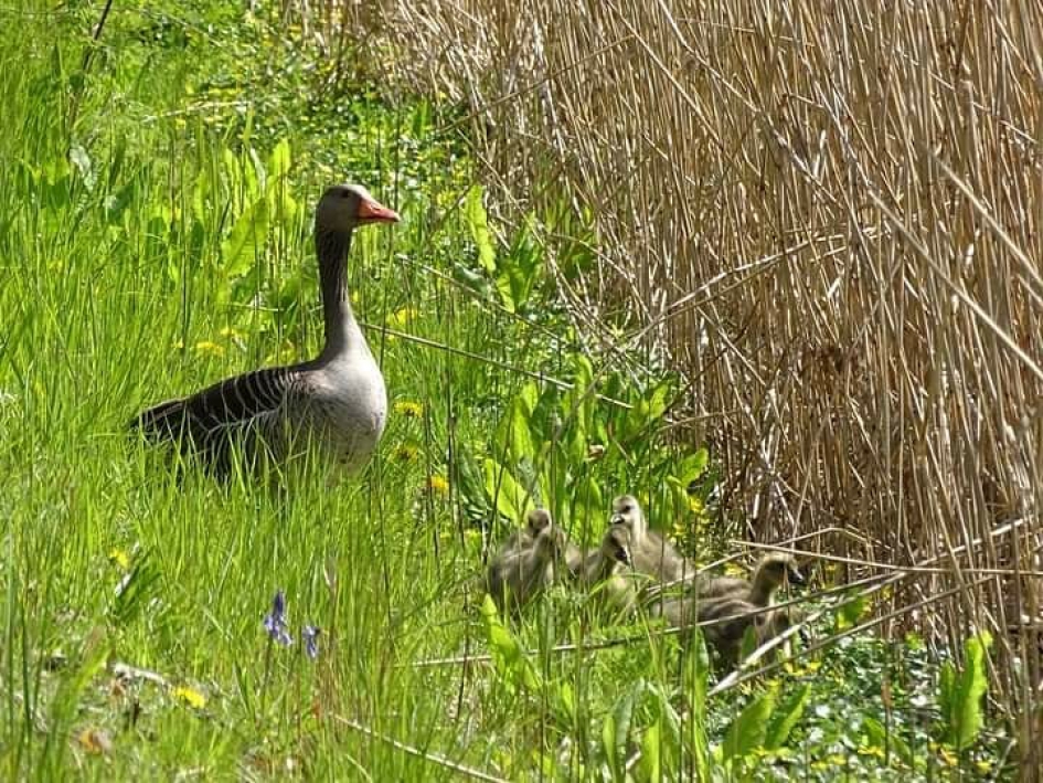 Fam Grauwe gans - Vogels - 