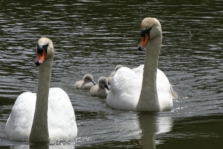 Fam zwaan - Vogels - 