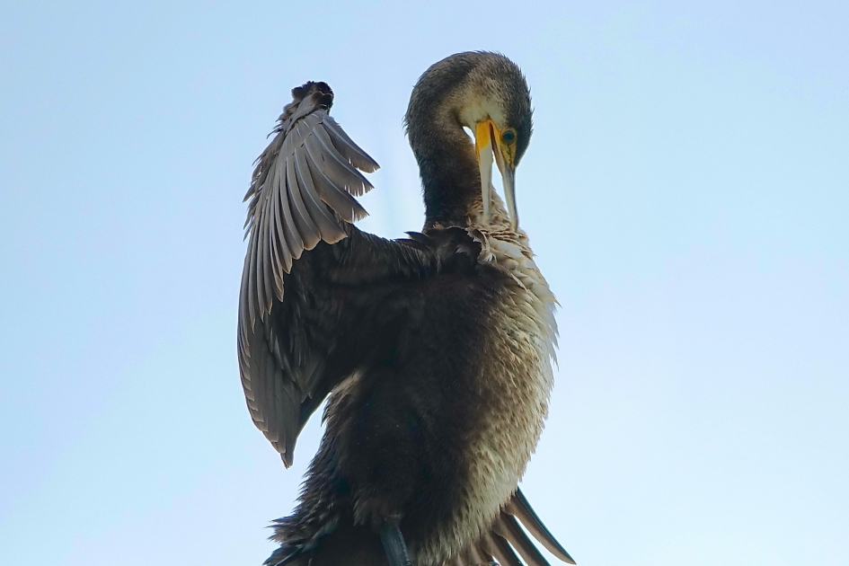 Fatsoenering verenkleed - Vogels - Aalscholver