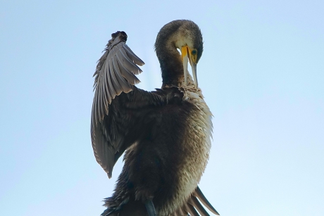 Fatsoenering verenkleed