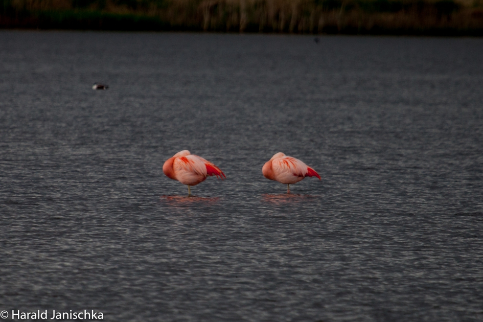 Flamingo's in de uiterwaarden - Vogels - Flamingo