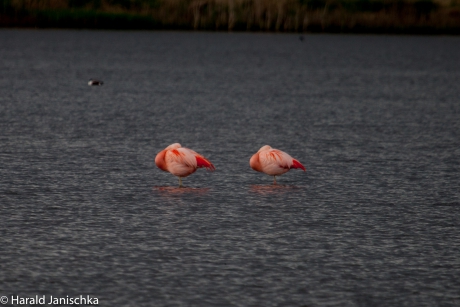 Flamingo's in de uiterwaarden