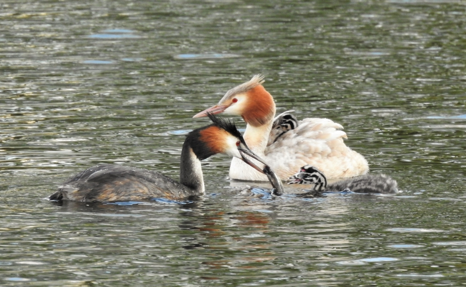 Futen gezin. - Vogels - Fuut