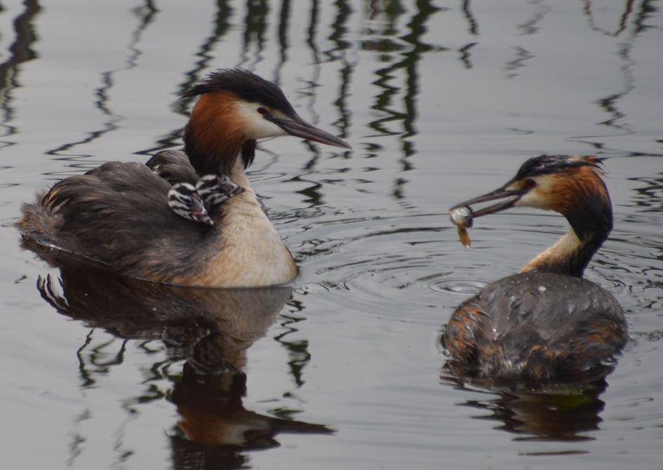 Fuut met jongen op de rug - Vogels - Fuut