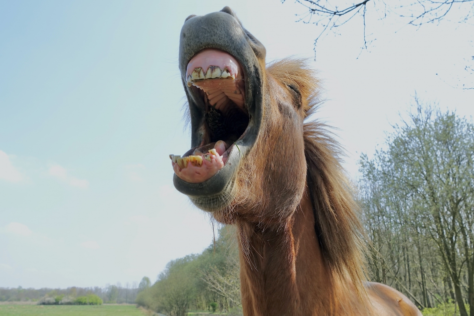 Gapende Grazer - Zoogdieren - Pony