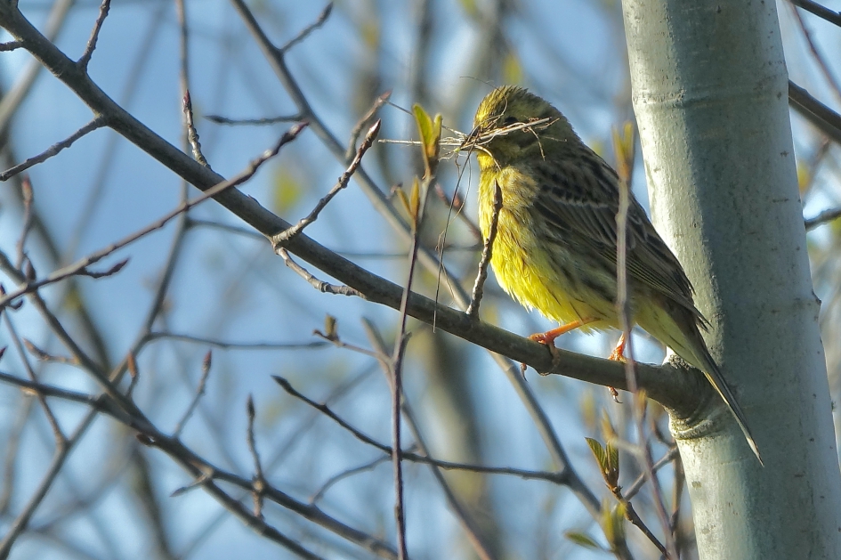 Geelgors met snor - Vogels - Geelgors