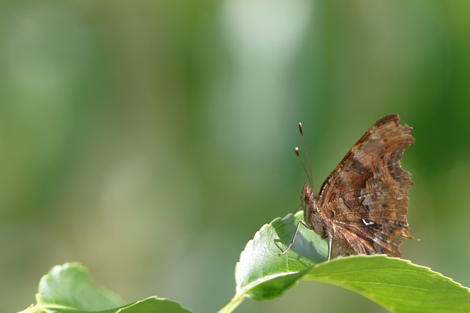 gehakkelde aurelia - Geleedpotigen - gehakkelde aurelia