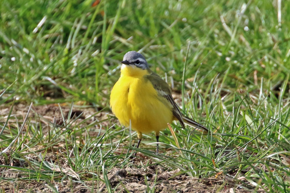 Gele kwikstaart - Vogels - 