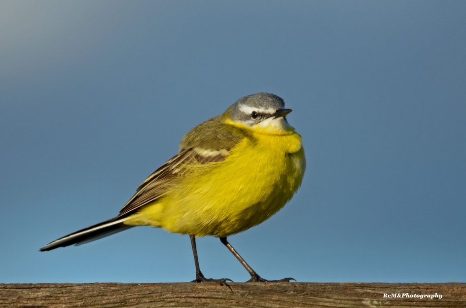 Gele kwikstaart. - Vogels - Gele kwikstaart.