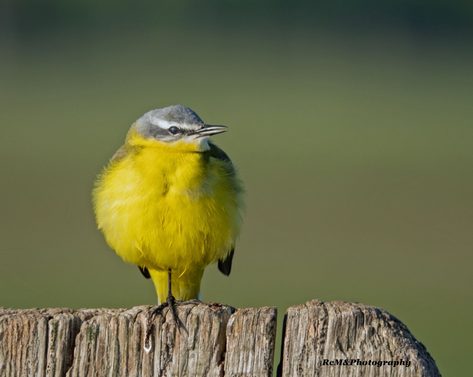 Gele kwikstaart. - Vogels - Gele kwikstaart.