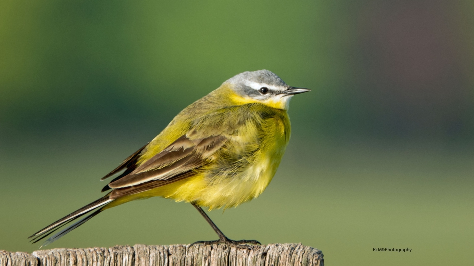Gele kwikstaart. - Vogels - Gele kwikstaart.