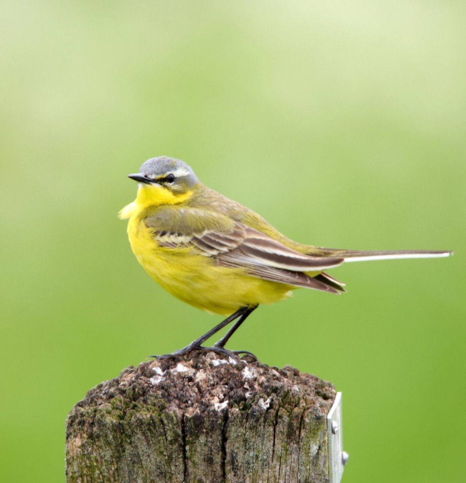 Gele Kwikstaart - Vogels - Gele Kwikstaart