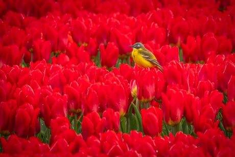 Gele kwikstaart in tulpenveld