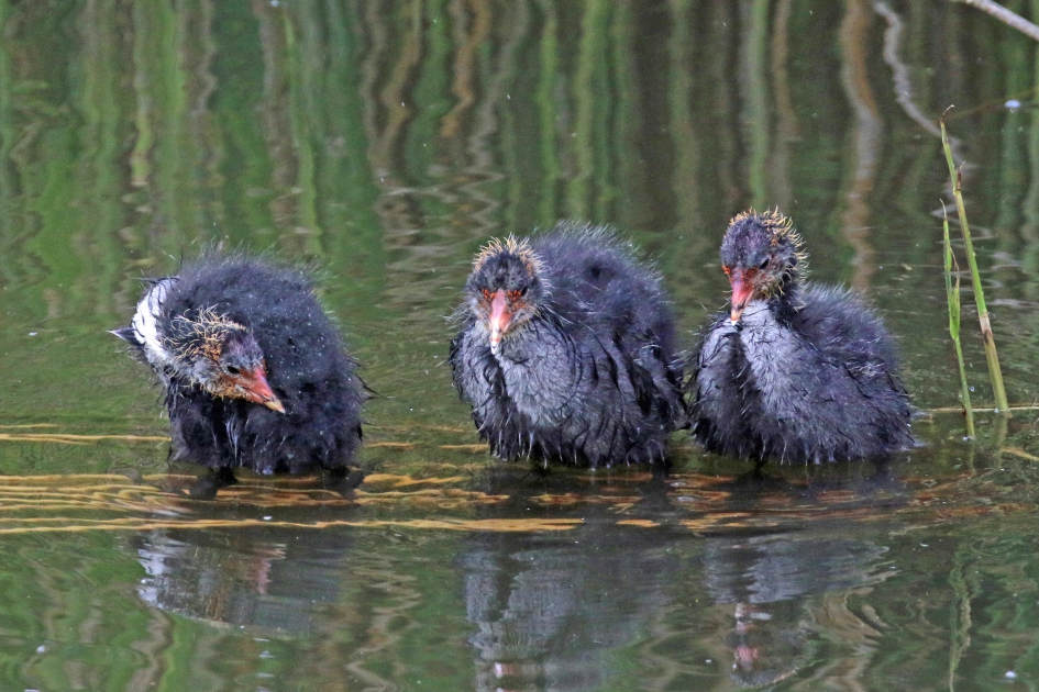 Gelukkig is het even droog... - Vogels - 