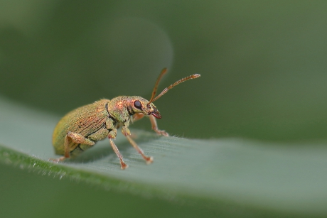 gestreepte bladsnuitkever