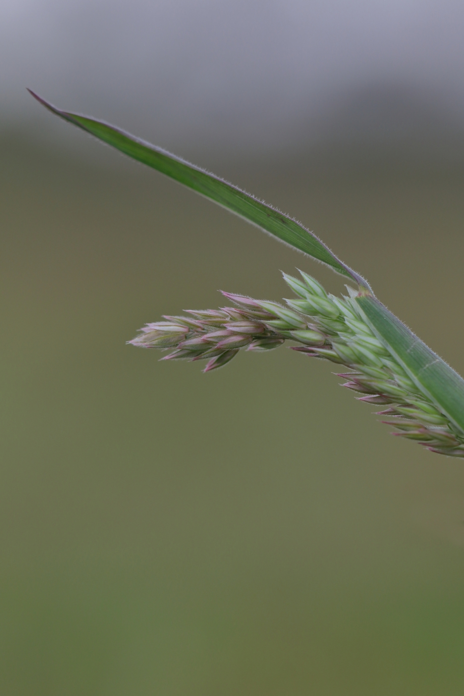 gestreepte witbol - Planten - gestreepte witbol
