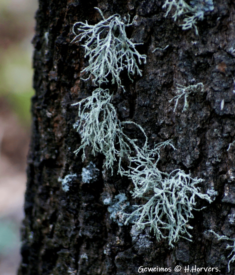 Geweimos - Planten - Geweimos