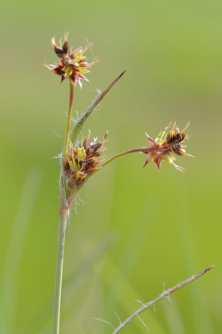 gewone veldbies - Planten - gewone veldbies