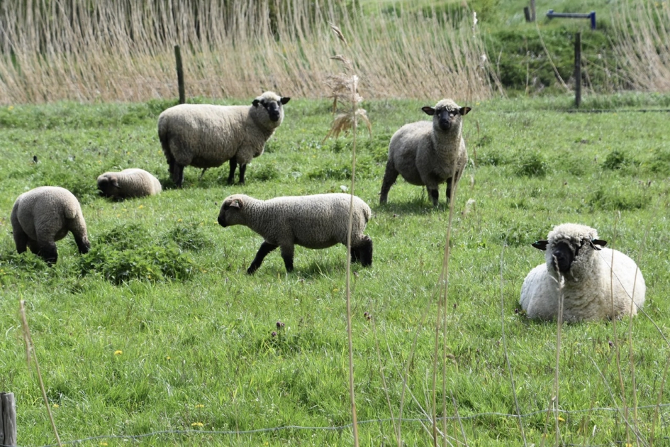 Gezellig onderonsje - Zoogdieren - 
