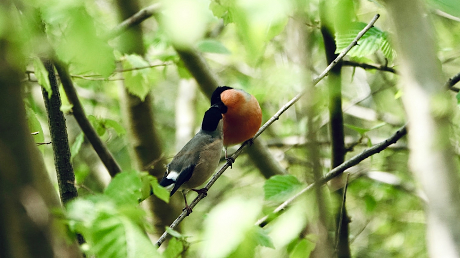 Goudvinken - Vogels - Goudvink