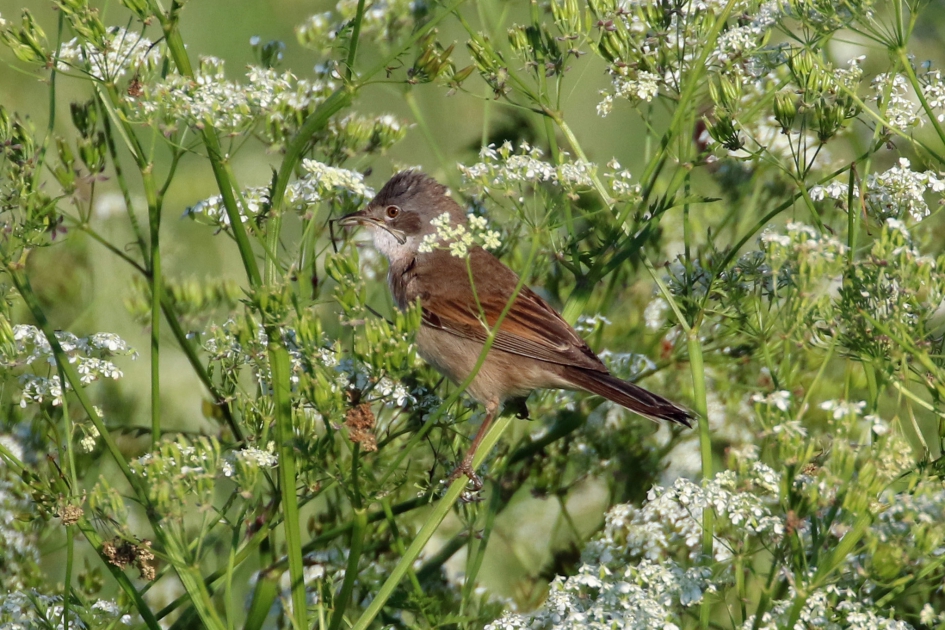 Grasmus tussen het fluitenkruid - Vogels - 