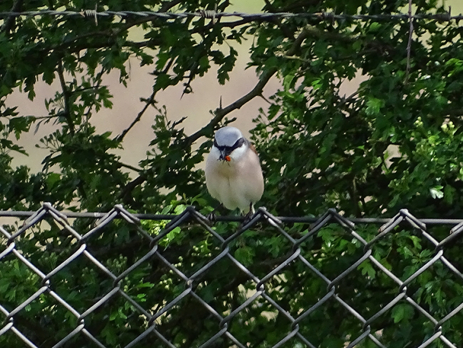 Grauwe klauwier met zeldzame lentevuurspin als prooi - Vogels - Grauwe klauwier