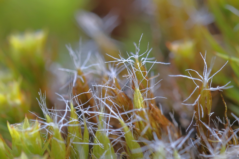 grijs kronkelsteeltje - Planten - grijskronkelsteeltje