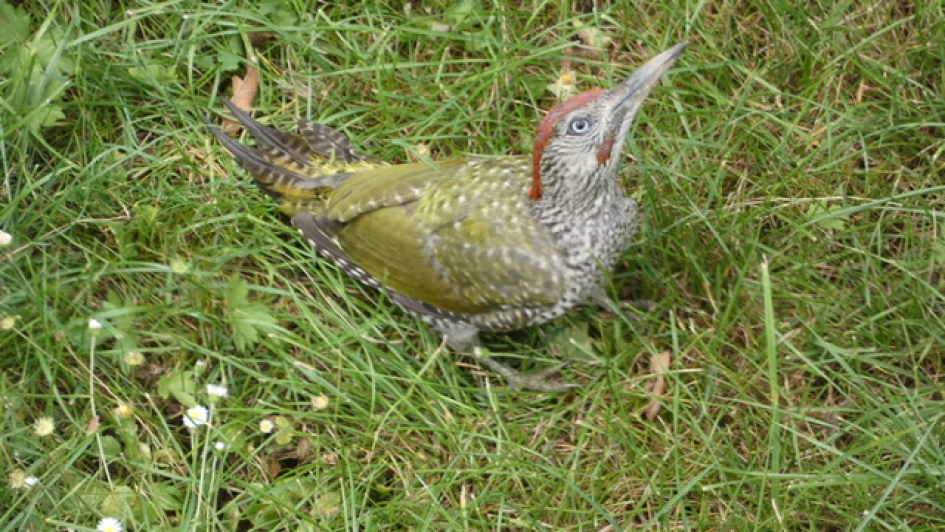 Groene Specht - Vogels - Groene Specht
