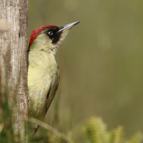 Groene specht kijkt even om een hoekje