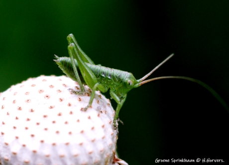 Groene sprinkhaan