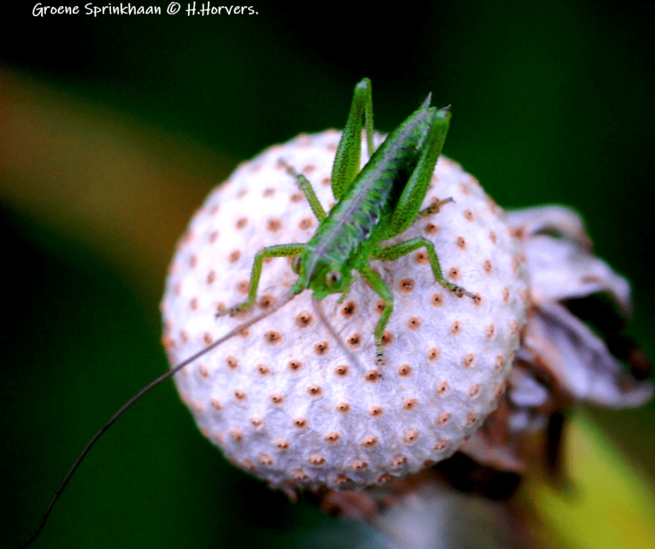 Groene sprinkhaan - Geleedpotigen - Groene sprinkhaan