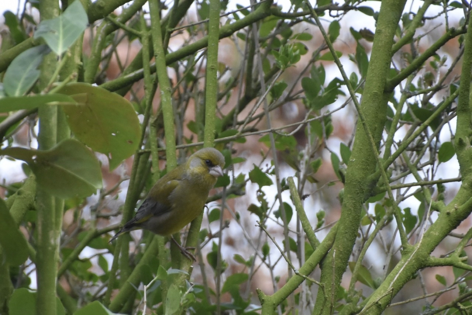 Groenling - Vogels - 