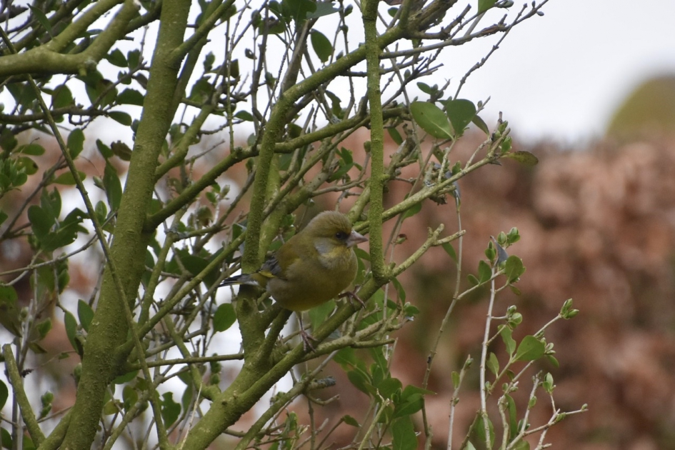 Groenling - Vogels - 