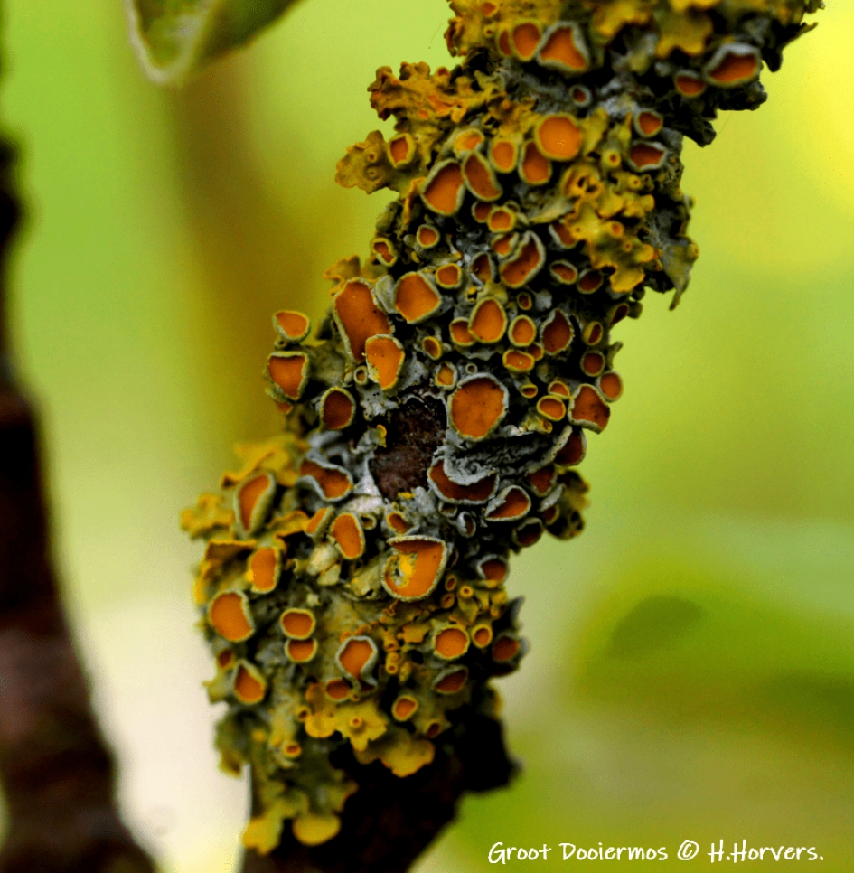 Groot Dooiermos - Planten - Groot Dooiermos