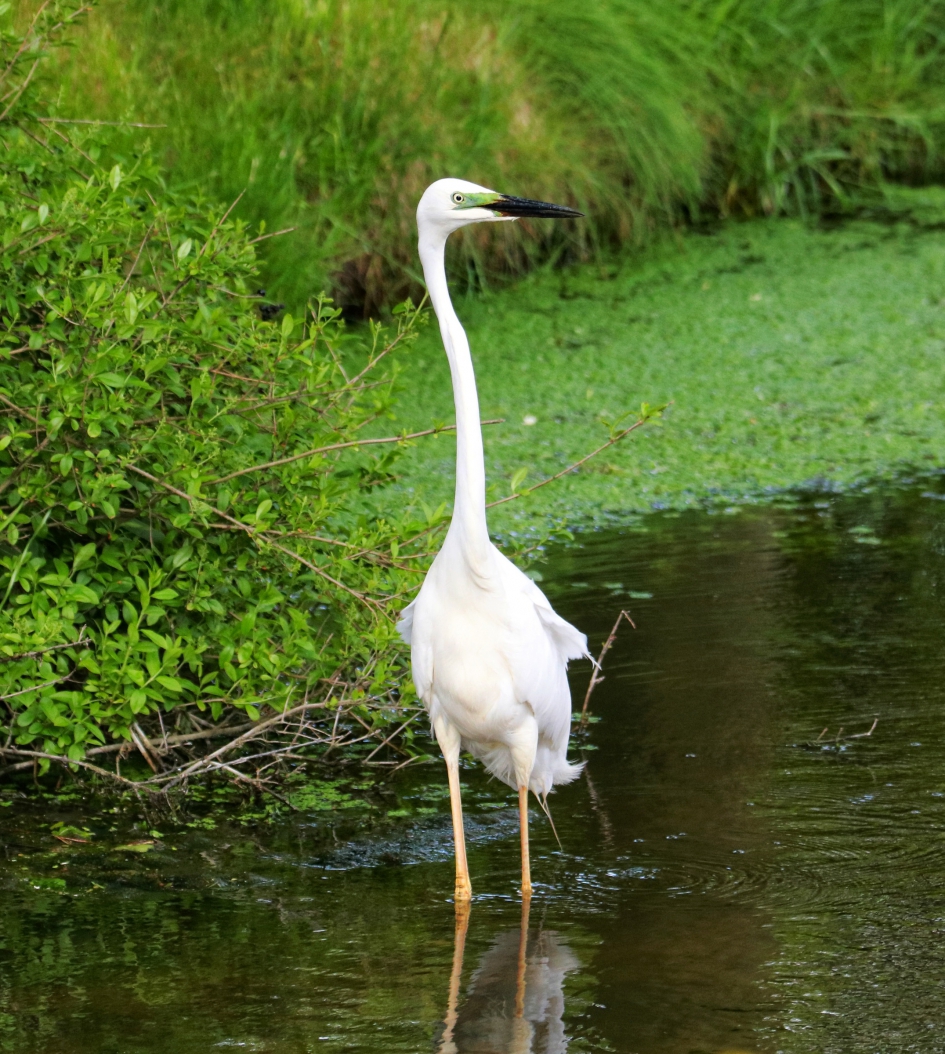 Grote Zilverreiger - Vogels - Grote Zilverreiger