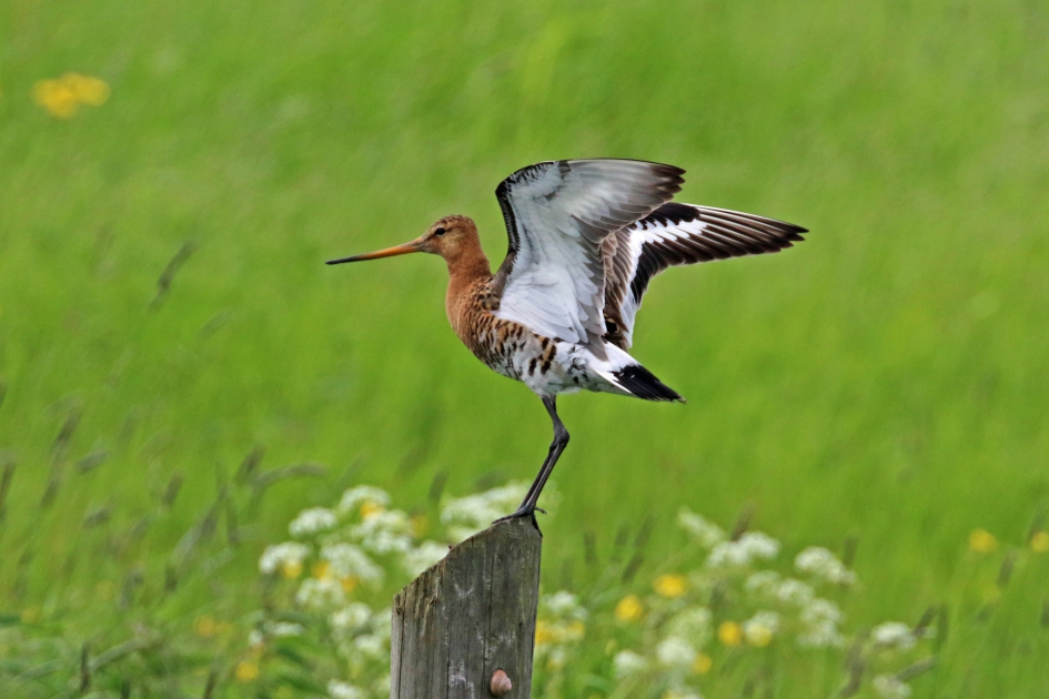 Grutto (1) - Vogels - 