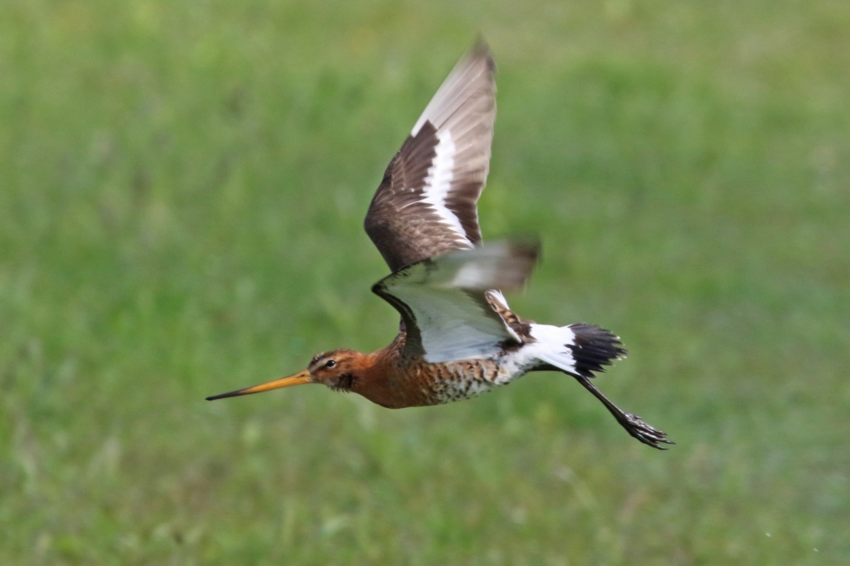 Grutto (2) - Vogels - 