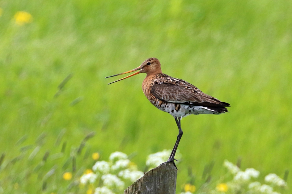 Grutto (2) - Vogels - 